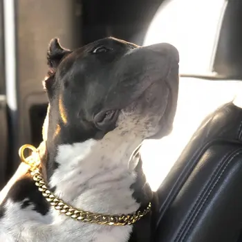 45 cm Köpek Büyük Altın Zincir Yaka Yaz Pet Moda Aksesuarları Bulldog Yaka Pet Kolye
